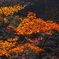 鳴子の紅葉