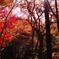 春日山原始林