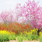 福島市花見山公園