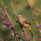 366A0918_400mm_F8,0_SS1600_ISO800