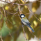 366A1054_400mm_F5,6_SS800_ISO320