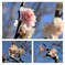 12月と言うのに桜が・・・