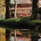 平林寺の紅葉