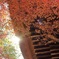 平林寺の紅葉