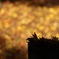 平林寺の紅葉