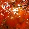 紅い世界