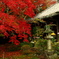 紅葉の小寺