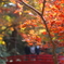 ようやくの紅葉