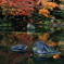 紅葉（2016）