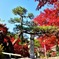 紅葉も青空の下で
