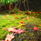 紅葉