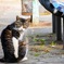 猫の住む街