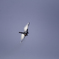 F-16