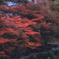 燃える紅葉