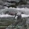 激流を飛ぶ