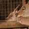 カンガルー