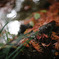 お写ん歩で楽しむ紅葉