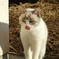 腹ぺこ猫ちゃん