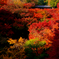 魅せる寺