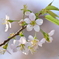 ヒマラヤ桜 ２