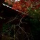 『  大役終えて 春を待つ 』