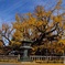 西本願寺・水吹き銀杏