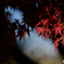 日の当たる紅葉