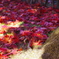 紅い絨毯
