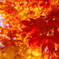 黄紅の紅葉に囲まれて