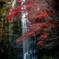 Fall in fall