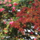 紅葉と満開の椿
