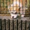 散歩中に見つけた犬