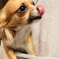 ごはん？