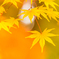 紅葉6