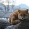 北海道の狐