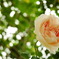 薔薇