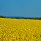 Rape Blossoms 2010