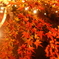 京紅葉2016　北野天満宮もみじ苑_13