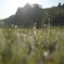 朝の雫