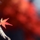 一葉と紅雲