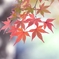 長谷の秋