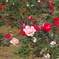 DP3M0481