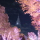 新宿の冬桜