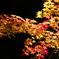箕面公園の紅葉