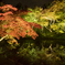 高台寺の紅葉