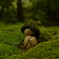 苔地蔵