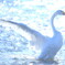Wing