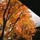 紅葉5