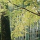 京都　北野天満宮