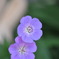 Geranium Jolly Bee